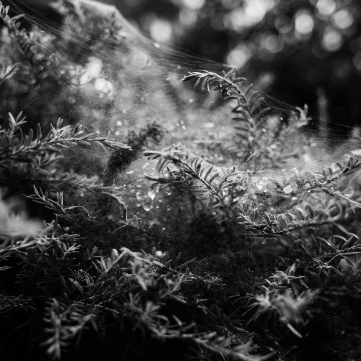 a fir tree covered with cobwebs